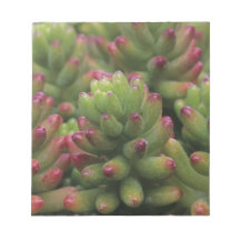 Sedum plant, Arizona-Sonora Desert Museum, Scratch Pads