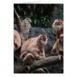 See No Evil, Hear No Evil, Do No Evil Cards