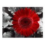 see red post card