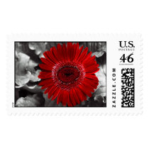 see red postage