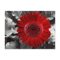 see red postcards