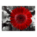 see red posters by blacqbook see red posters