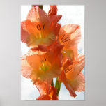 See-through Gladiolas Print