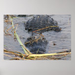 See You Later Alligator Posters