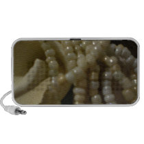 Seea shells and stones Doodle Speakers