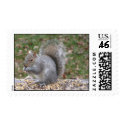 Seed Eating Squirrel Postage Stamp by twowitchesblog Seed Eating Squirrel Postage Stamp