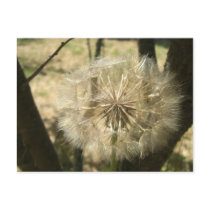 Seed Globe Tree Notes Card postcards