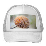 Seed Head - Bee Balm Mesh Hats