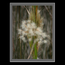 Seed Head postcards