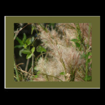 Seed Heads postcards
