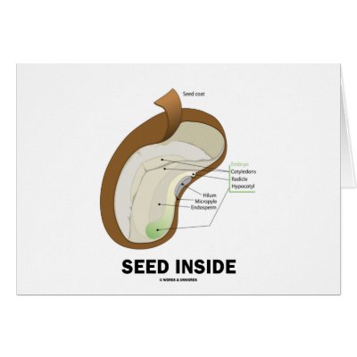 Inside Of Seed