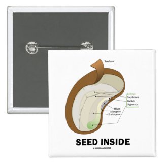 Seed Inside (Dicotyledon Bean Seed Anatomy) Button