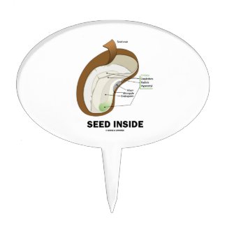 Seed Inside (Dicotyledon Bean Seed Anatomy) Cake Pick