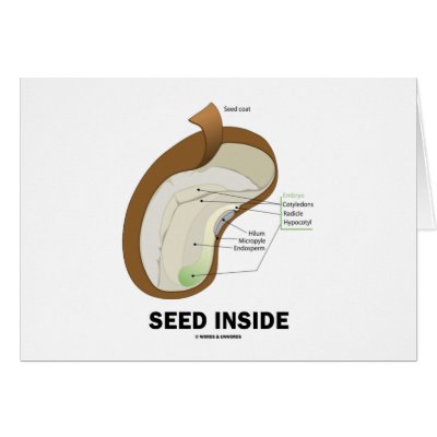 Bean Seed Diagram