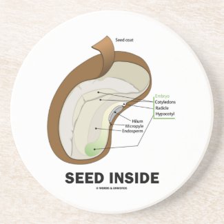 Seed Inside (Dicotyledon Bean Seed Anatomy) Coaster