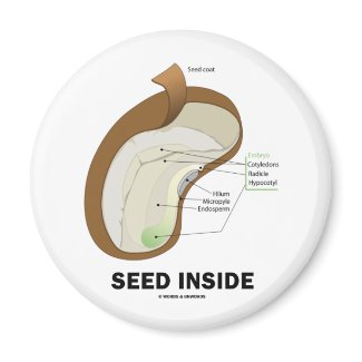 Seed Inside (Dicotyledon Bean Seed Anatomy) magnet