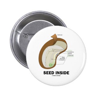 Seed Inside (Dicotyledon Bean Seed Anatomy) Pins