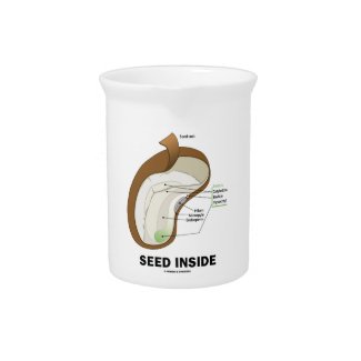 Seed Inside (Dicotyledon Bean Seed Anatomy) Pitchers