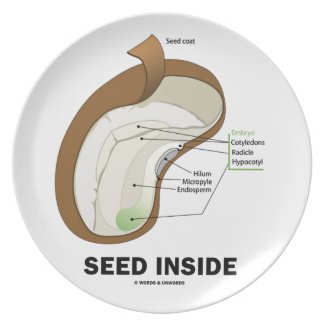 Seed Inside (Dicotyledon Bean Seed Anatomy) Dinner Plate