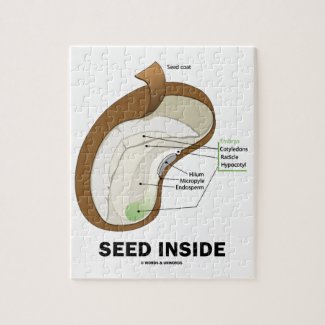 Seed Inside (Dicotyledon Bean Seed Anatomy) Puzzles