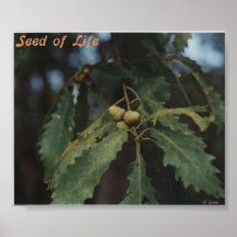 Seed of Life Poster