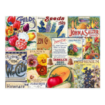 Seed Packets Postcard