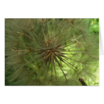 Seed Pod Cards by wingedturtle Seed Pod Cards