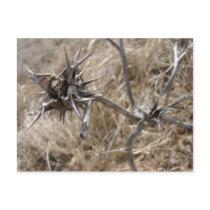 Seed Pod I postcards