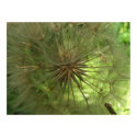 Seed Pod Large Posters & Prints