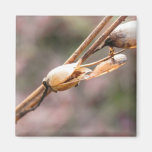 Seed Pod - Nicotiana Magnets