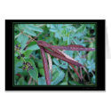Seed Pods Card