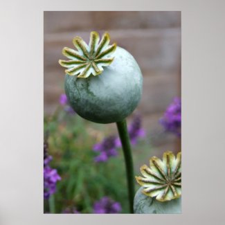 Seed Pods Poster print