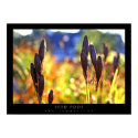 Seed Pods posters by 3rdfoundation Seed Pods posters