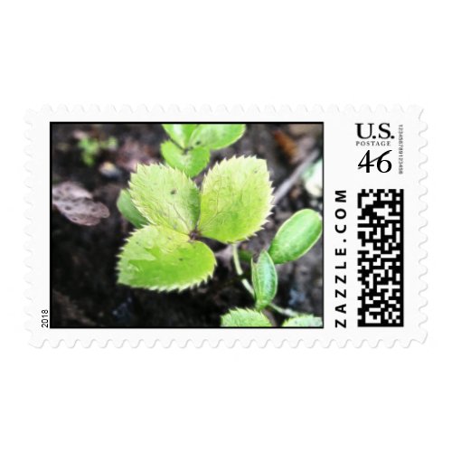 Seedling - Hellebore stamp