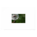 Seedling posters by melysaduffy Seedling posters