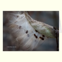 Seeds 4 tomorrow cards