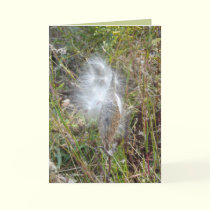 Seeds Fly cards