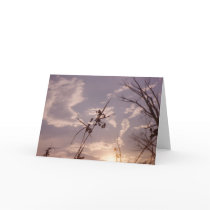 Seeds in Early Evening cards