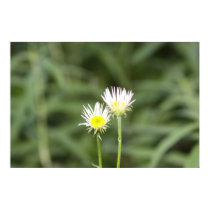 Seeds of joy poster posters by joacreations Seeds of joy poster posters