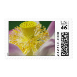 Seeds Postage Stamp