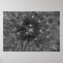 Seeds Poster