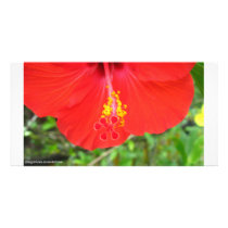 Seedz Picture Card