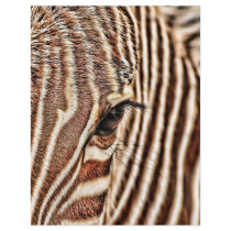 Seeing stripes? flyer