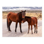 Seeking Comfort Post Cards