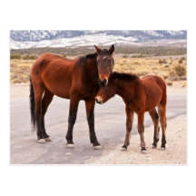 Seeking Comfort Post Cards