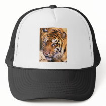 Seeking Hat