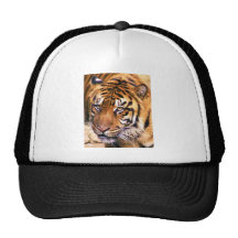 Seeking Hat