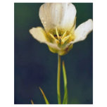 Sego Lily flyers