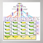 Segregation or Independent Assortment of Meiosis posters