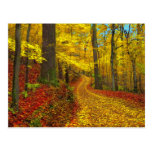 Seldom used road , postcard postcards